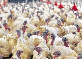 Putenzucht-kBTB-656x240-DERWESTEN