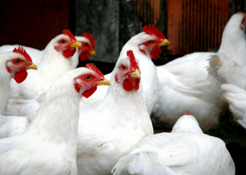 Gripe Aviária: Alemanha detecta novos casos em aves; França reativa campanhas de alerta