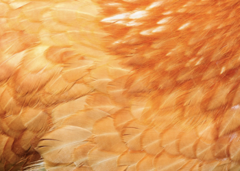 Captura-de-Tela-2025-02-07-as-00.25.06