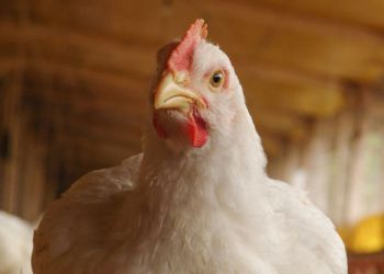 avicultura-098234283423.