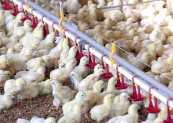 aviculttusoeie0392309