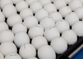 gro409512-006-2048x1366-1.