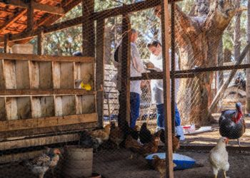 17544039826uc8nvax75SE4L0ZyjfHPkRhHYzRYDZWQGPnzrRU.