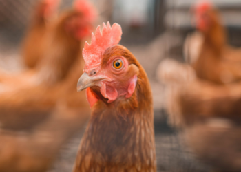 galinha-e1741910635151