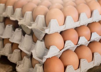 Influenza Aviária permanecerá prejudicando oferta de ovos nos EUA