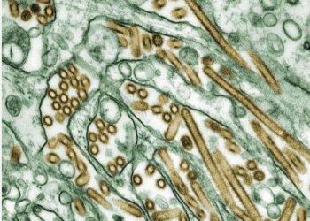 202500623_MundoAgro_AviSite_4