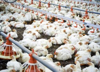 WhatsApp-Image-2023-12-11-at-11.31.09.