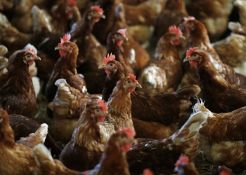 Captura-de-Tela-2025-03-10-as-09.27.32