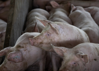 Peste Suína Africana chega às Américas e Brasil precisa redobrar cuidados