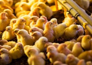 Influenza Aviária coloca país em "momento crítico"