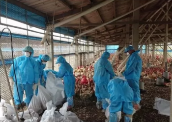 Surto de gripe aviária em granja avícola no sudoeste de Taiwan resulta em 22 mil aves abatidas