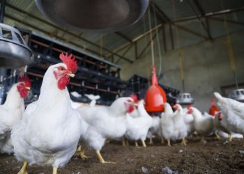 cp_e6718b1c9835f18ea65db1907b066e18