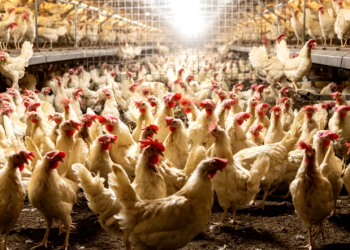 Captura-de-tela-2025-04-01-092403