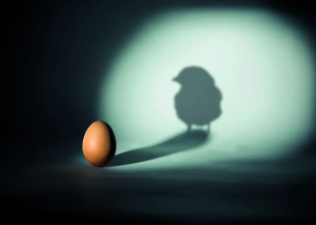 Biosseguridade para matrizes e frangos precisam ser adaptáveis