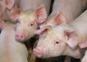 29/06/2020 - OIE notifica 540 novos surtos de Peste Suína Africana no mundo entre 12 e 25 de junho