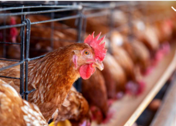 image_2025_03_21T11_40_10_726Z