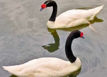 correio do povo_flickr