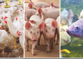 image_2025_01_23T16_19_44_331Z (1)