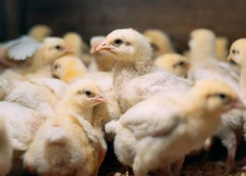 13/07/2020 - Sistema de compartimentação abre portas para a avicultura catarinense em mercados exigentes