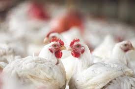 Equador busca vacina para conter a influenza aviária