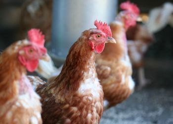 shutterstock_93016576