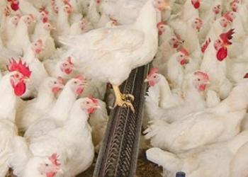 Do surto a 100% de imunização