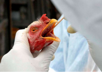 Governo de Roraima inicia sorologia em aves das granjas