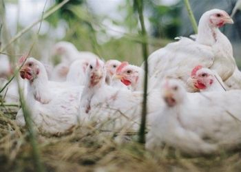 ef917d93f08b4b4da5d5b25c7b3a430d_858x483