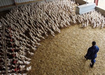 birdflu_franca-scaled