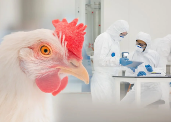 Captura-de-tela-2025-06-16-175444