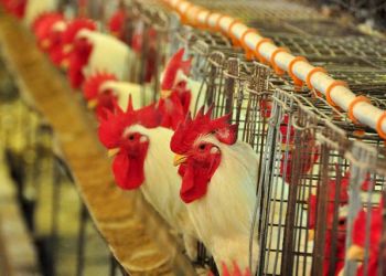 Surto de gripe aviária: 3 milhões de frangos são abatidos nos EUA