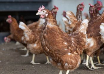 roe414363_17-1024x683-1.