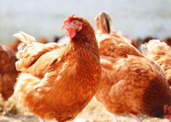avicultura3239329032