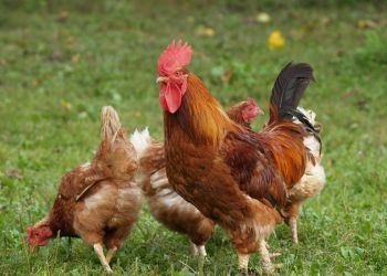 Duas granjas avícolas da Califórnia testam positivo para a Influenza Aviária