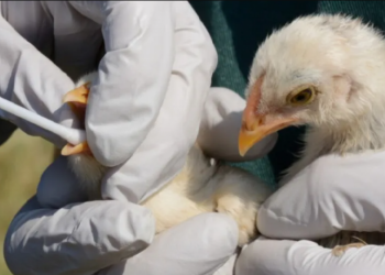 Brasil atualiza seu Plano de Vigilância contra Influenza Aviária e Doença de Newcastle
